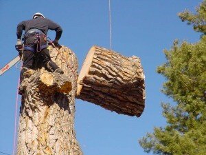 Tree Felling Benoni Tree Removal Benoni