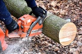 Tree Cutting Benoni Tree Felling Benoni